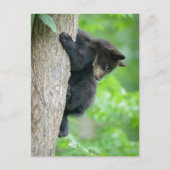 Cutest Baby Animals | Young Black Bear Cub Briefkaart (Voorkant)