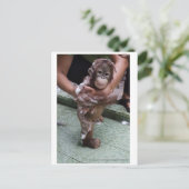 Cutest Baby Ever - Orangutan Orphan Briefkaart (Staand voorkant)