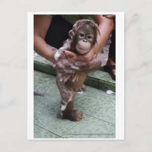Cutest Baby Ever - Orangutan Orphan Briefkaart