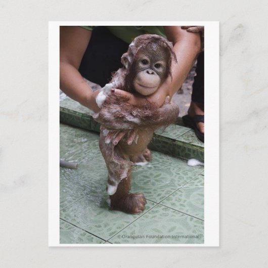 Cutest Baby Ever - Orangutan Orphan Briefkaart (Voorkant)