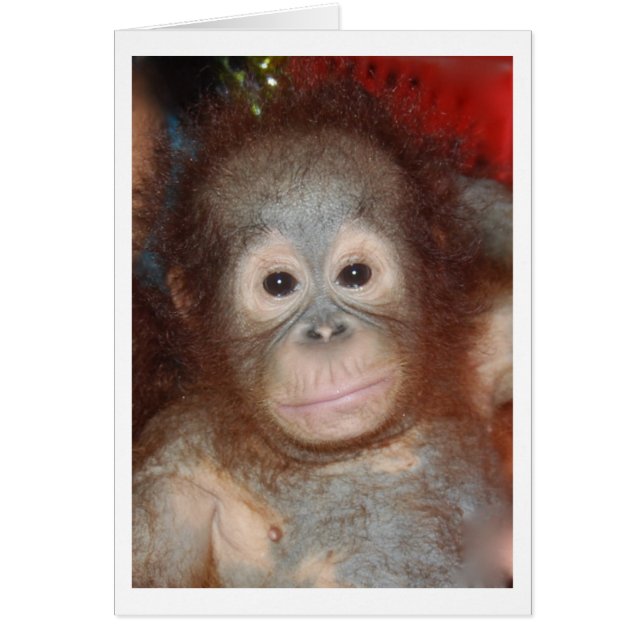 Cutest Baby Orangutan , Wildlife of Borneo (Voorkant)