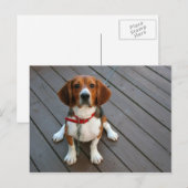 Cutest Beagle Dog Ever Briefkaart (Voorkant / Achterkant)