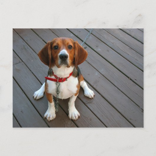 Cutest Beagle Dog Ever Briefkaart (Voorkant)