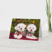 Cutest Bichons Frise dogs kerstkaart Feestdagen Kaart (Voorkant)