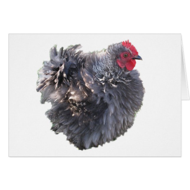 Cutest Blue Frizzle Cochin Bantam Rooster Chicken (Voorkant Horizontaal)