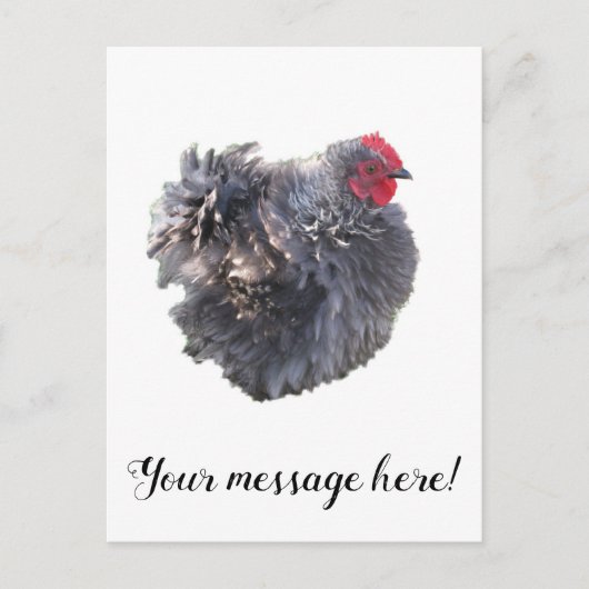 Cutest Blue Frizzle Cochin Bantam Rooster Chicken Briefkaart (Voorkant)