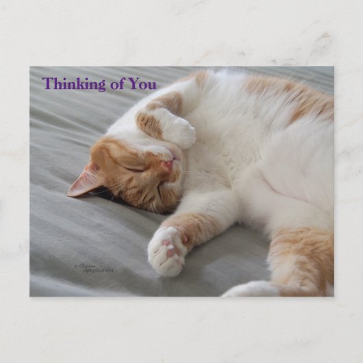 Cutest Cat Thinking of you Briefkaart (Voorkant)