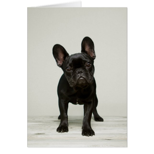 Cutest French Bulldog Puppy (Voorkant)
