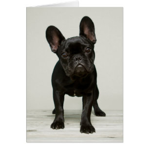 Cutest French Bulldog Puppy