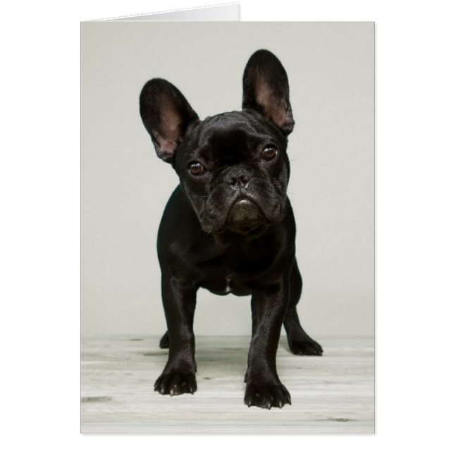 Cutest French Bulldog Puppy (Voorkant)