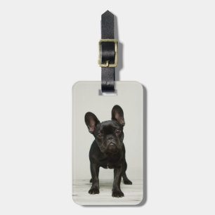 Cutest French Bulldog Puppy Bagagelabel