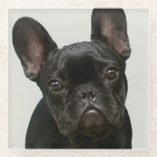 Cutest French Bulldog Puppy Glazen Onderzetter