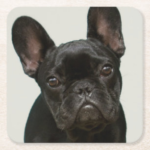 Cutest French Bulldog Puppy Kartonnen Onderzetters