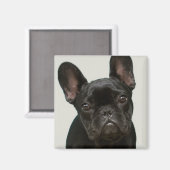 Cutest French Bulldog Puppy Magneet (Voorkant / Achterkant)