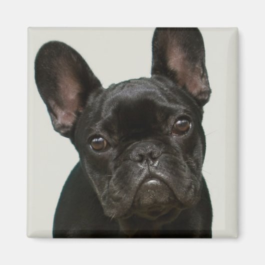 Cutest French Bulldog Puppy Magneet (Voorkant)