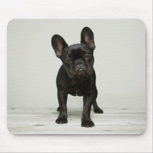 Cutest French Bulldog Puppy Muismat