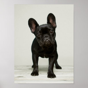 Cutest French Bulldog Puppy Poster