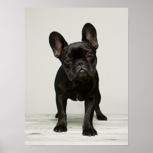 Cutest French Bulldog Puppy Poster (Voorkant)