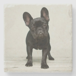 Cutest French Bulldog Puppy Stenen Onderzetter