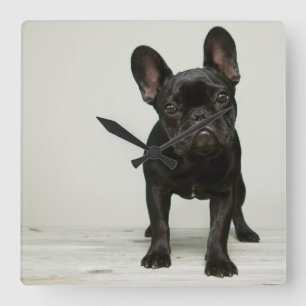 Cutest French Bulldog Puppy Vierkante Klok