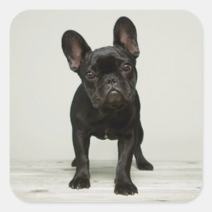 Cutest French Bulldog Puppy Vierkante Sticker