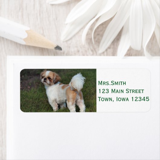 Cutest Shih Tzu Etiket (Insitu)