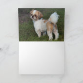 Cutest Shih Tzu Feestdagen Kaart (Binnen)