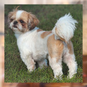 Cutest Shih Tzu Raamsticker (Vel 2)