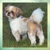 Cutest Shih Tzu Raamsticker (Vel 3)