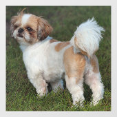 Cutest Shih Tzu Raamsticker (Vel)