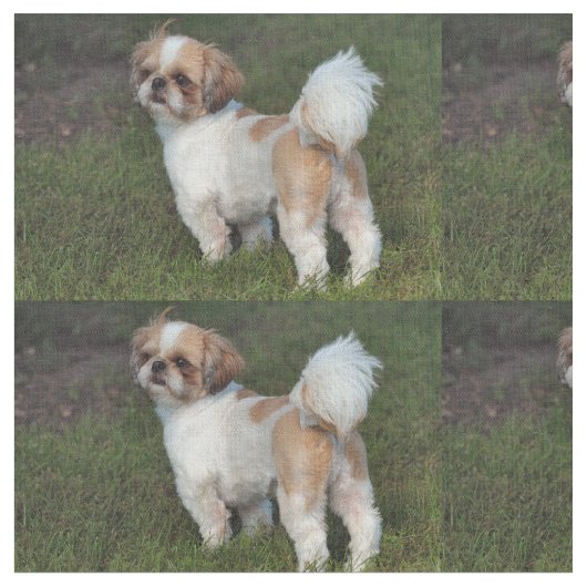 Cutest Shih Tzu Stof (Close Up)