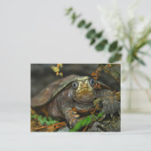 Cutest Tortoise Evaaar Briefkaart (Staand voorkant)