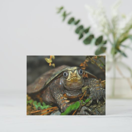 Cutest Tortoise Evaaar Briefkaart (Staand voorkant)