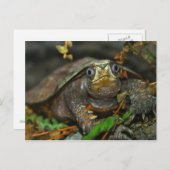 Cutest Tortoise Evaaar Briefkaart (Voorkant / Achterkant)