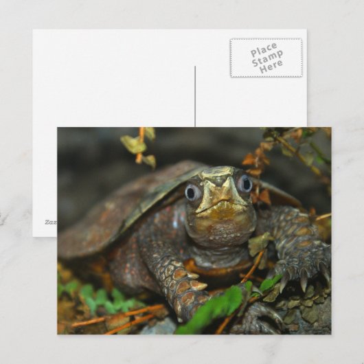 Cutest Tortoise Evaaar Briefkaart (Voorkant / Achterkant)