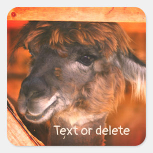 Cutey Llama Boerderij Animal Personalized Vierkante Sticker