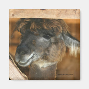 Cutey Llama Boerderij dierenfotografie magneet