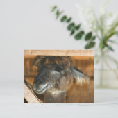 Cutey Llama Boerderij Dierlijke Natuur Foto Briefk Briefkaart (Staand voorkant)
