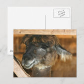 Cutey Llama Boerderij Dierlijke Natuur Foto Briefk Briefkaart (Voorkant / Achterkant)