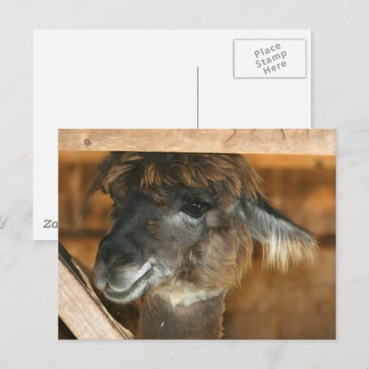 Cutey Llama Boerderij Dierlijke Natuur Foto Briefk Briefkaart (Voorkant / Achterkant)