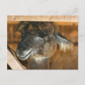 Cutey Llama Boerderij Dierlijke Natuur Foto Briefk Briefkaart (Voorkant)