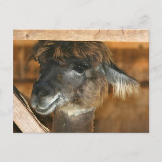 Cutey Llama Boerderij Dierlijke Natuur Foto Briefk Briefkaart (Voorkant)