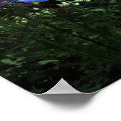 Cutie Anime Kitten Watervalt 1 Poster (Hoek)