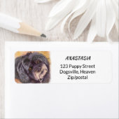 CUTIE BLACK COCK-A-POO MIX ETIKET (Insitu)