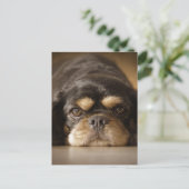 Cutie Cav. Briefkaart (Staand voorkant)