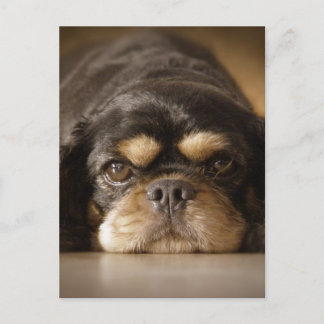 Cutie Cav. Briefkaart