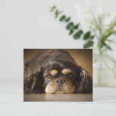 Cutie Cav. Briefkaart (Staand voorkant)