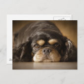 Cutie Cav. Briefkaart (Voorkant / Achterkant)