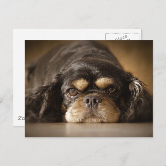 Cutie Cav. Briefkaart (Voorkant / Achterkant)