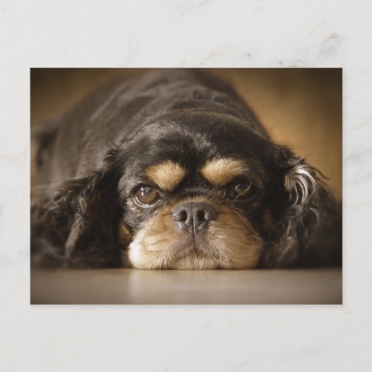 Cutie Cav. Briefkaart (Voorkant)